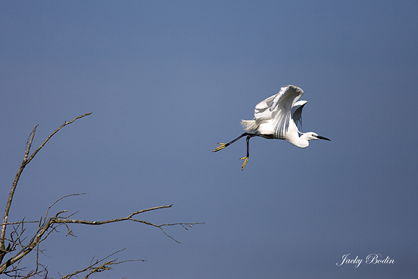 je ne me lasse pas d'admirer la gestuelle de l'aigrette gaezette.